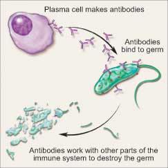 Normal plasma cells help protect the body from germs and other harmful substances.